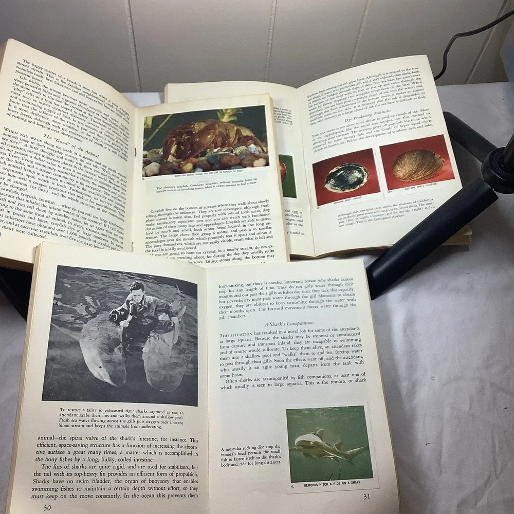 Audubon Nature Program: Flowing Waters, Shells,‎ Marine